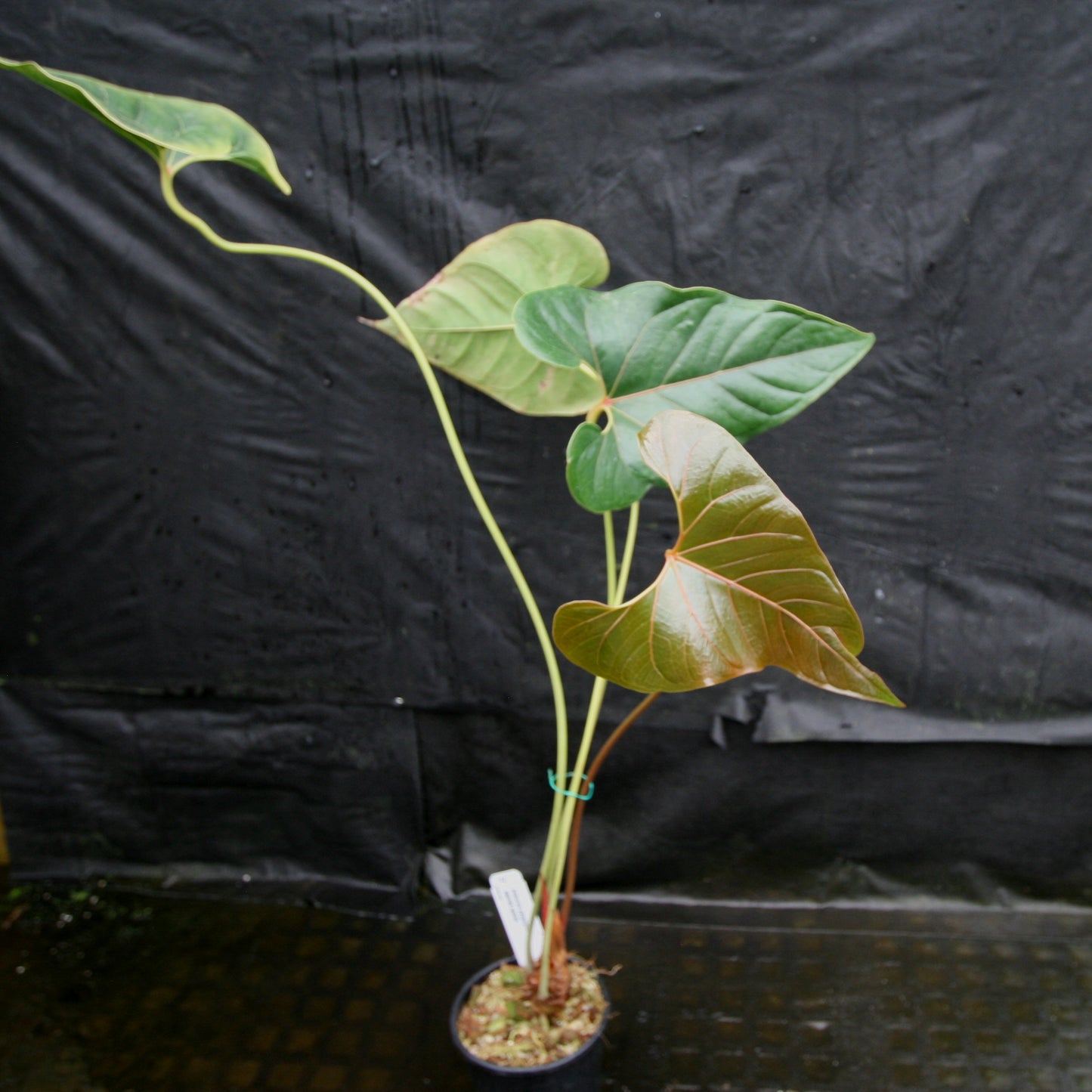 anthurium ivanportillae Anthurium sp. section polyphillium – Carnivero