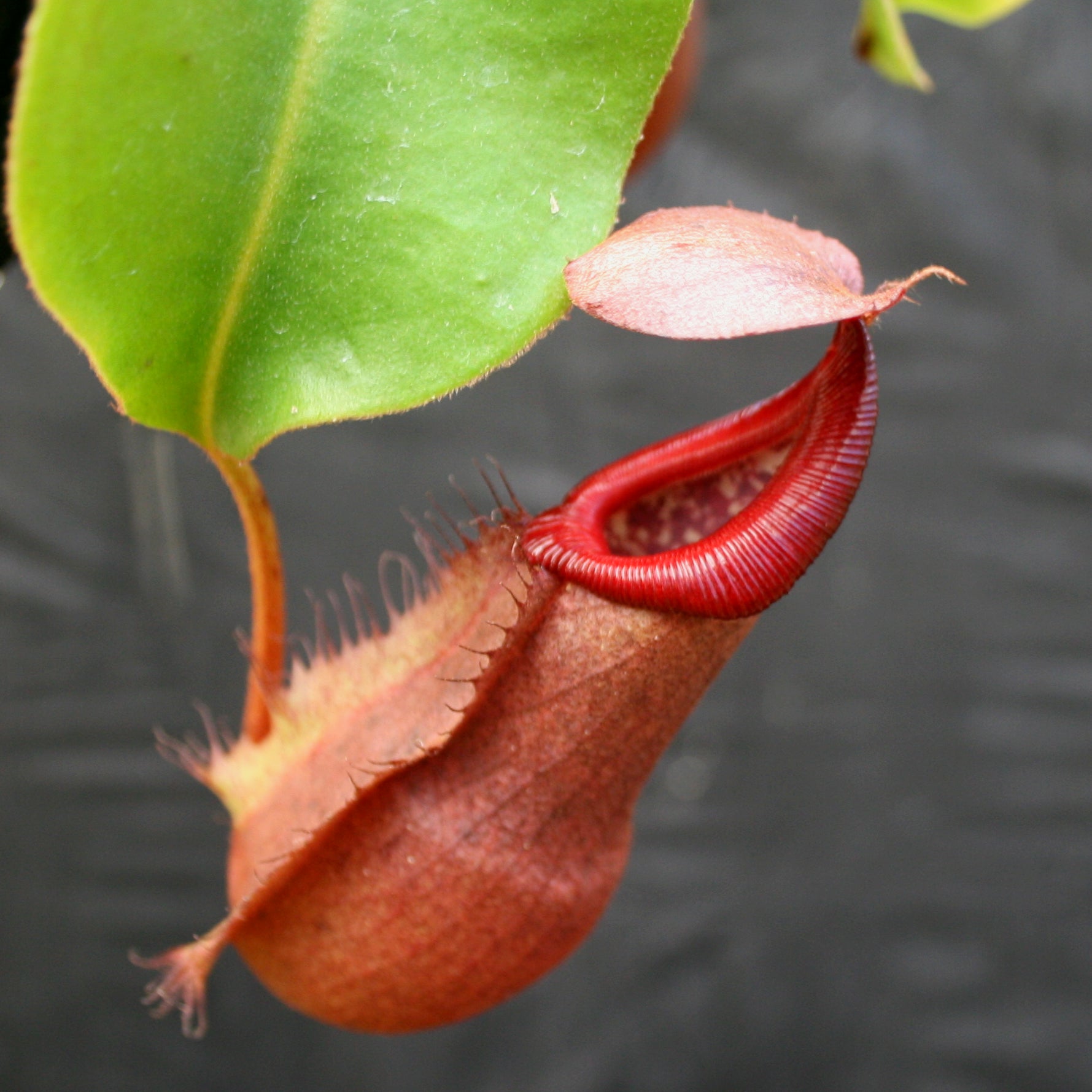Nepenthes 'Splendid Diana' x (truncata x maxima) JG #2 CAR-0110