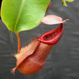 Nepenthes 'Splendid Diana' x (truncata x maxima) JG #2 CAR-0110