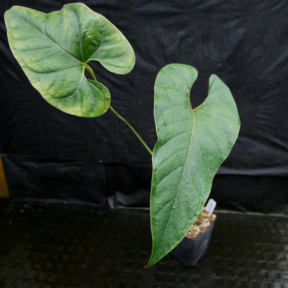 
                      
                        Anthurium sp. section polyphillium
                      
                    