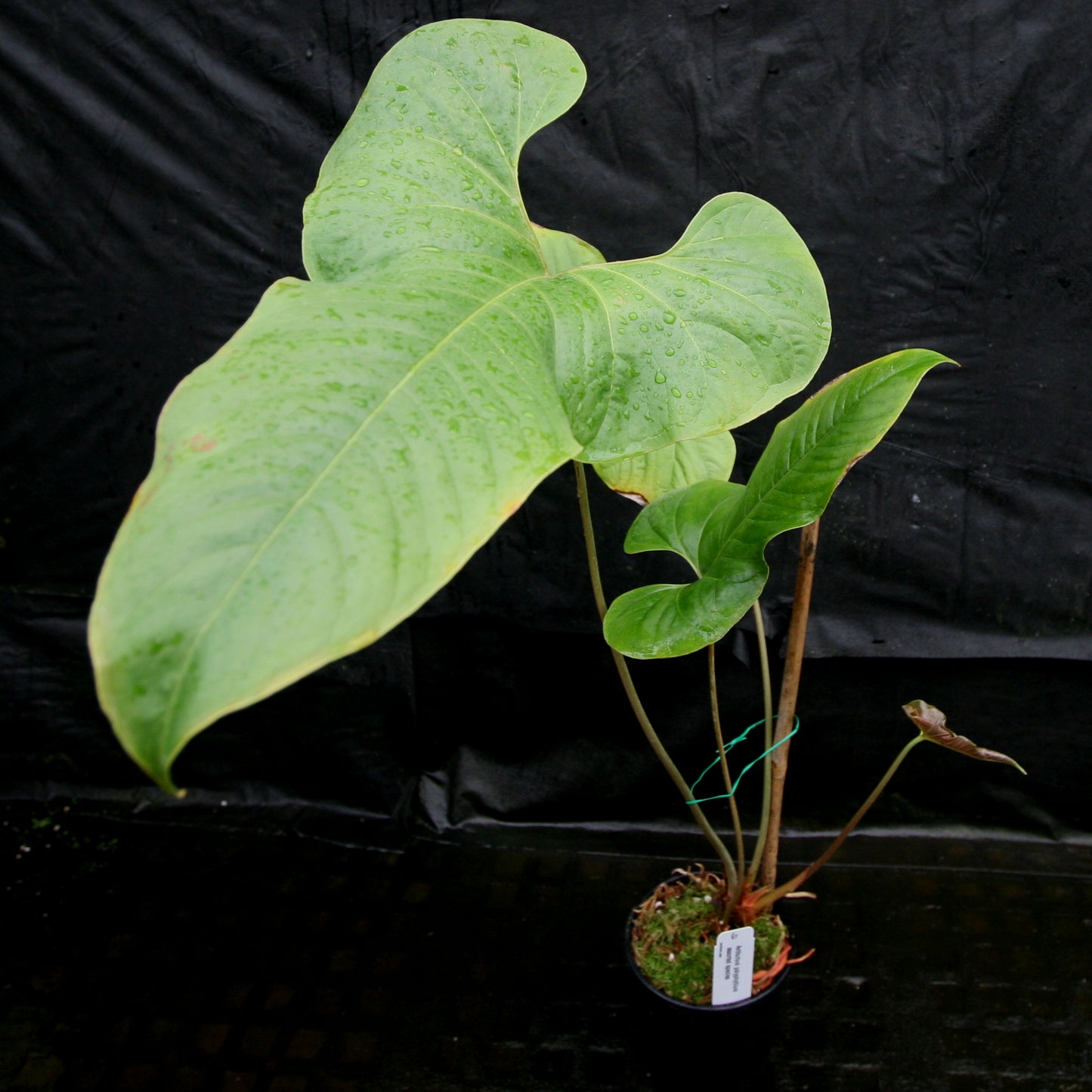 anthurium sections Anthurium sp. section polyphillium – Carnivero
