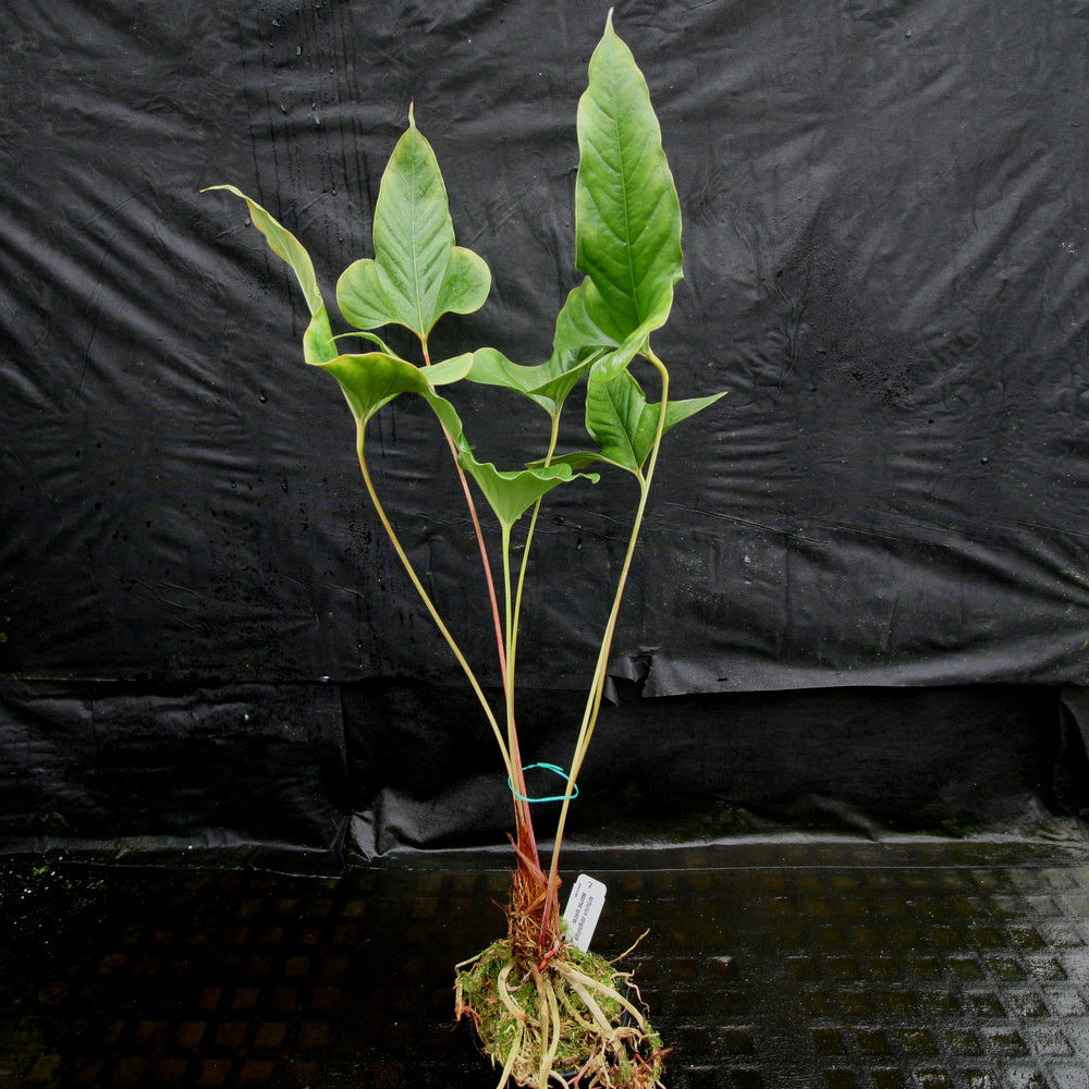 
                      
                        Anthurium sp. section polyphillium
                      
                    