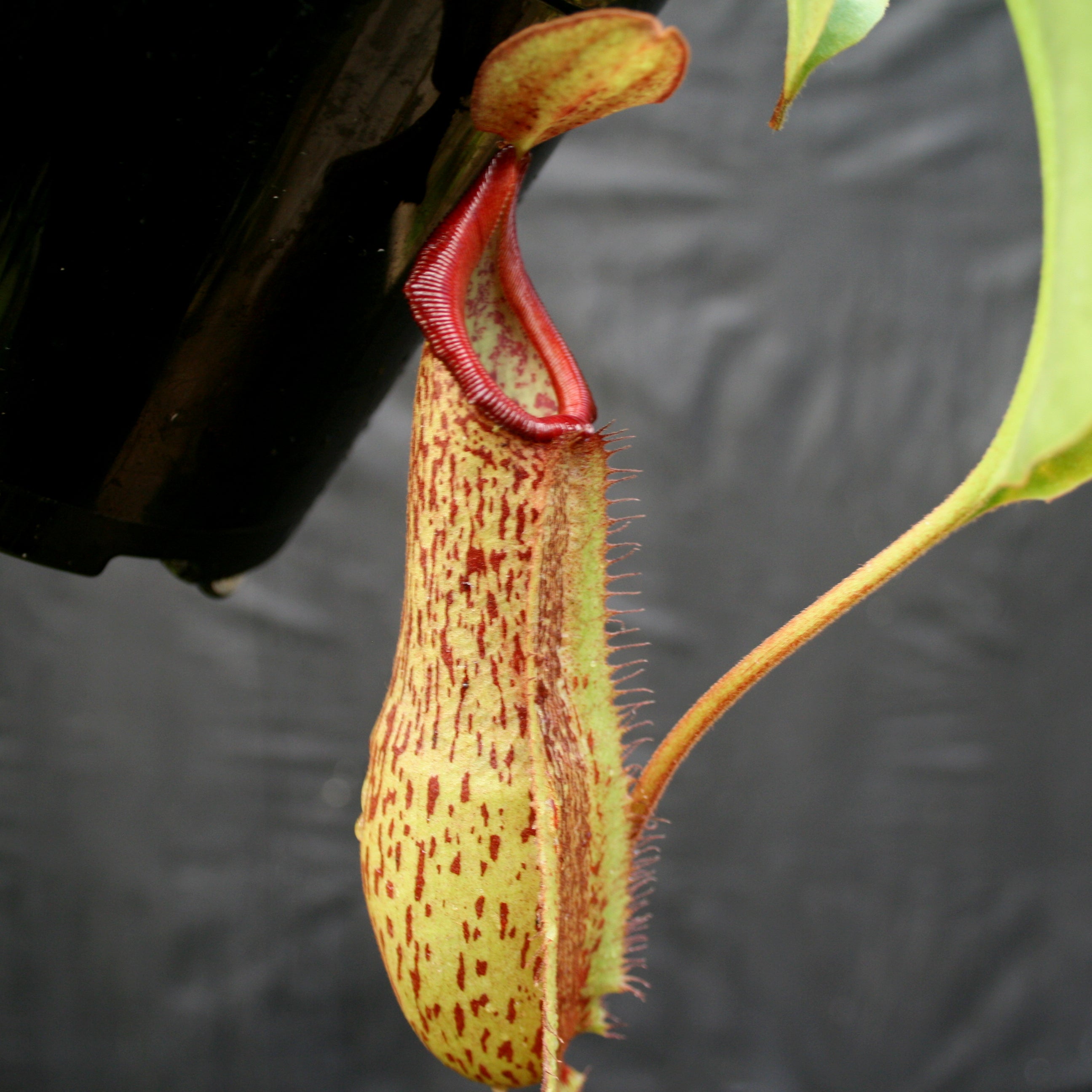 Nepenthes 'Splendid Diana' x (truncata x maxima) JG #2 CAR-0110