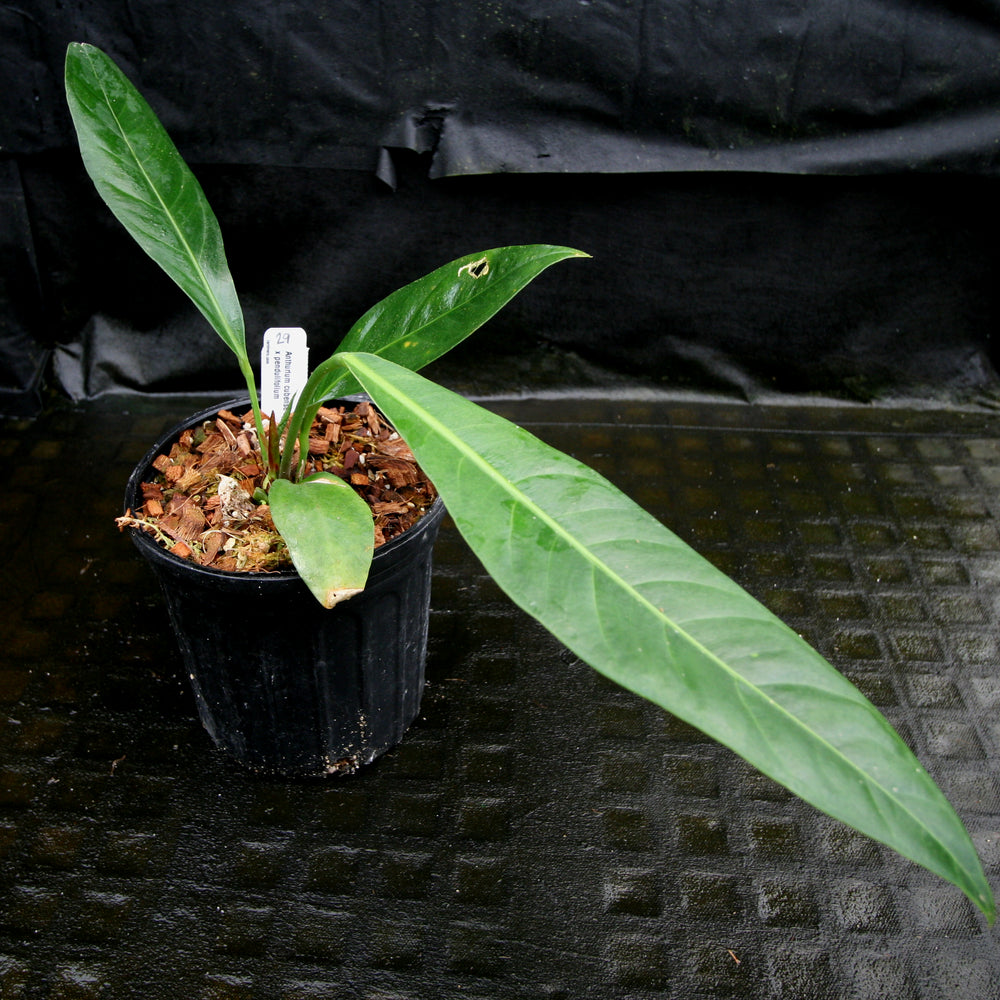 
                      
                        Anthurium cubense x pendulifolium (same cross as Big Bill)
                      
                    