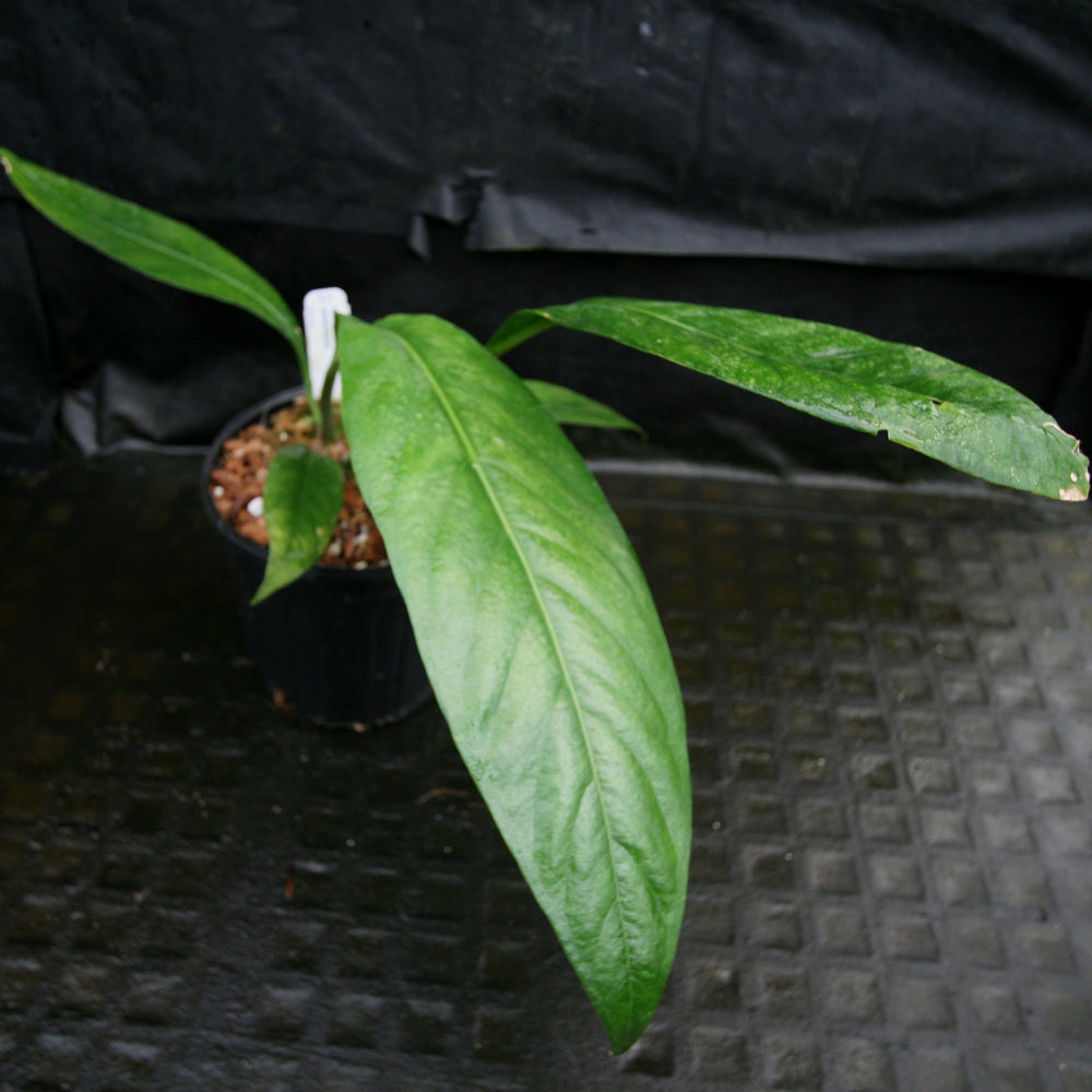 
                      
                        Anthurium cubense x pendulifolium (same cross as Big Bill)
                      
                    