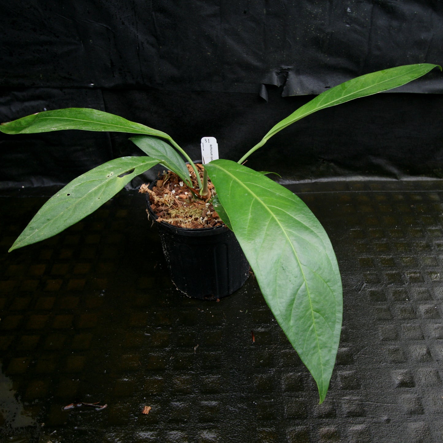anthurium pendulifolium for sale Anthurium cubense x pendulifolium (same cross as Big Bill) – Carnivero