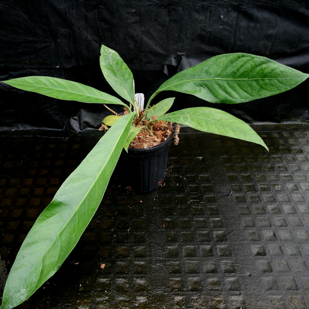 
                      
                        Anthurium cubense x pendulifolium (same cross as Big Bill)
                      
                    