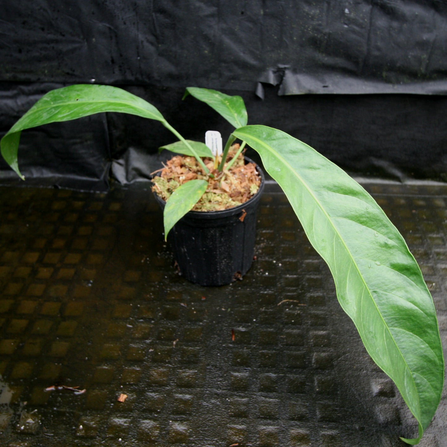 anthurium pseudospectabile for sale Anthurium cubense x pendulifolium (same cross as Big Bill) – Carnivero