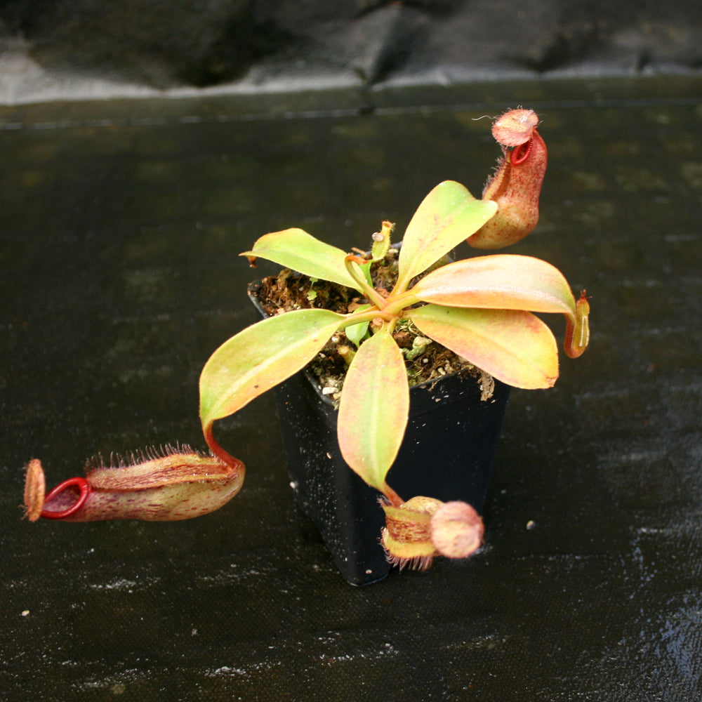 
                      
                        Nepenthes 'Splendid Diana' x (truncata x maxima) JG #2 CAR-0110
                      
                    