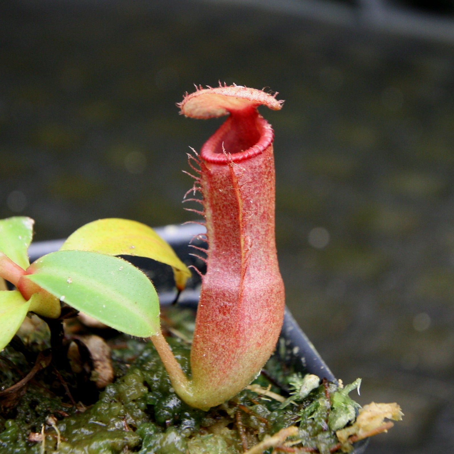 Nepenthes (truncata x campanulata) x edwardsiana, CAR-0170 – Carnivero