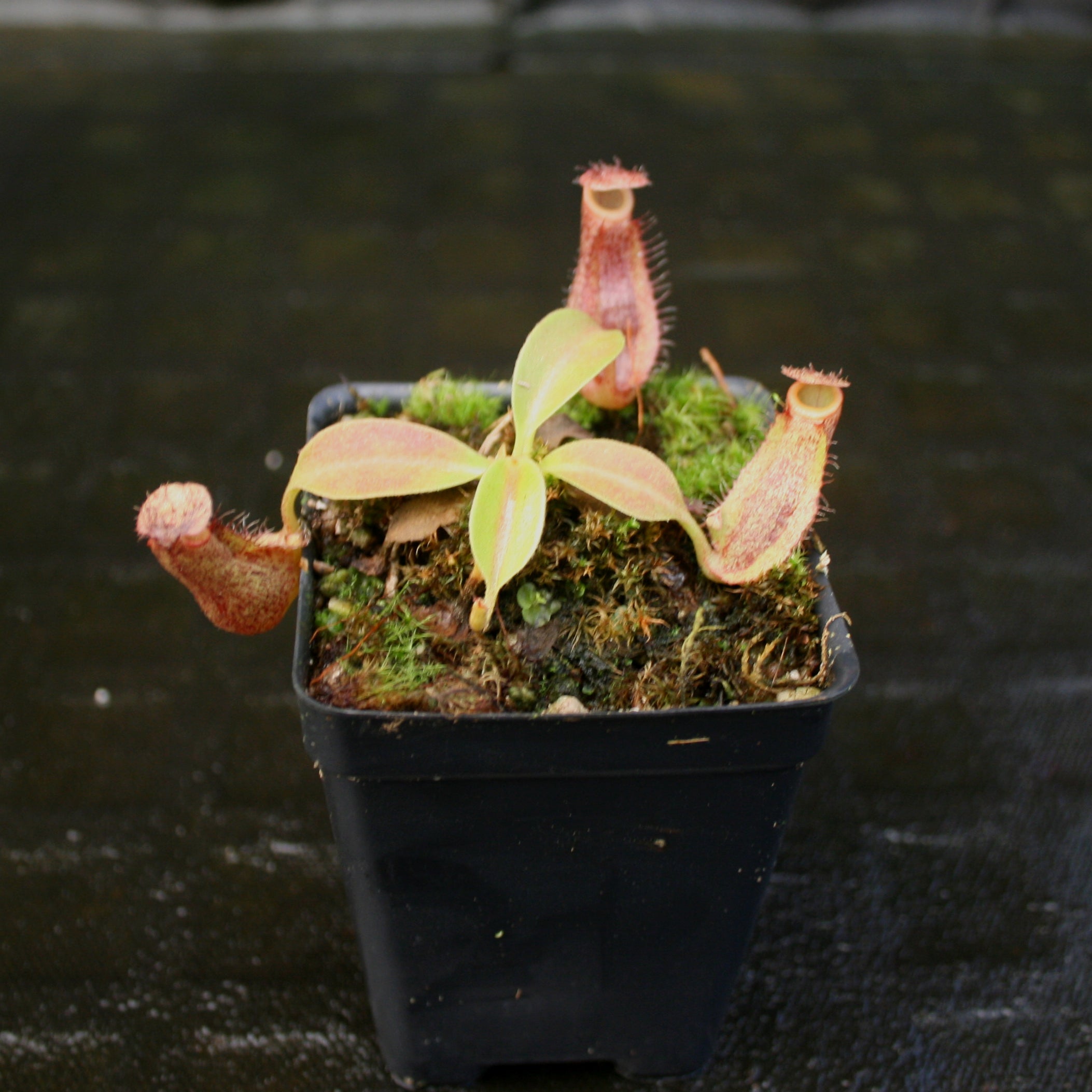 マトニア ペクチナータ Nepenthes 'Splendid Diana' x (truncata x maxima) JG #2 CAR-0110