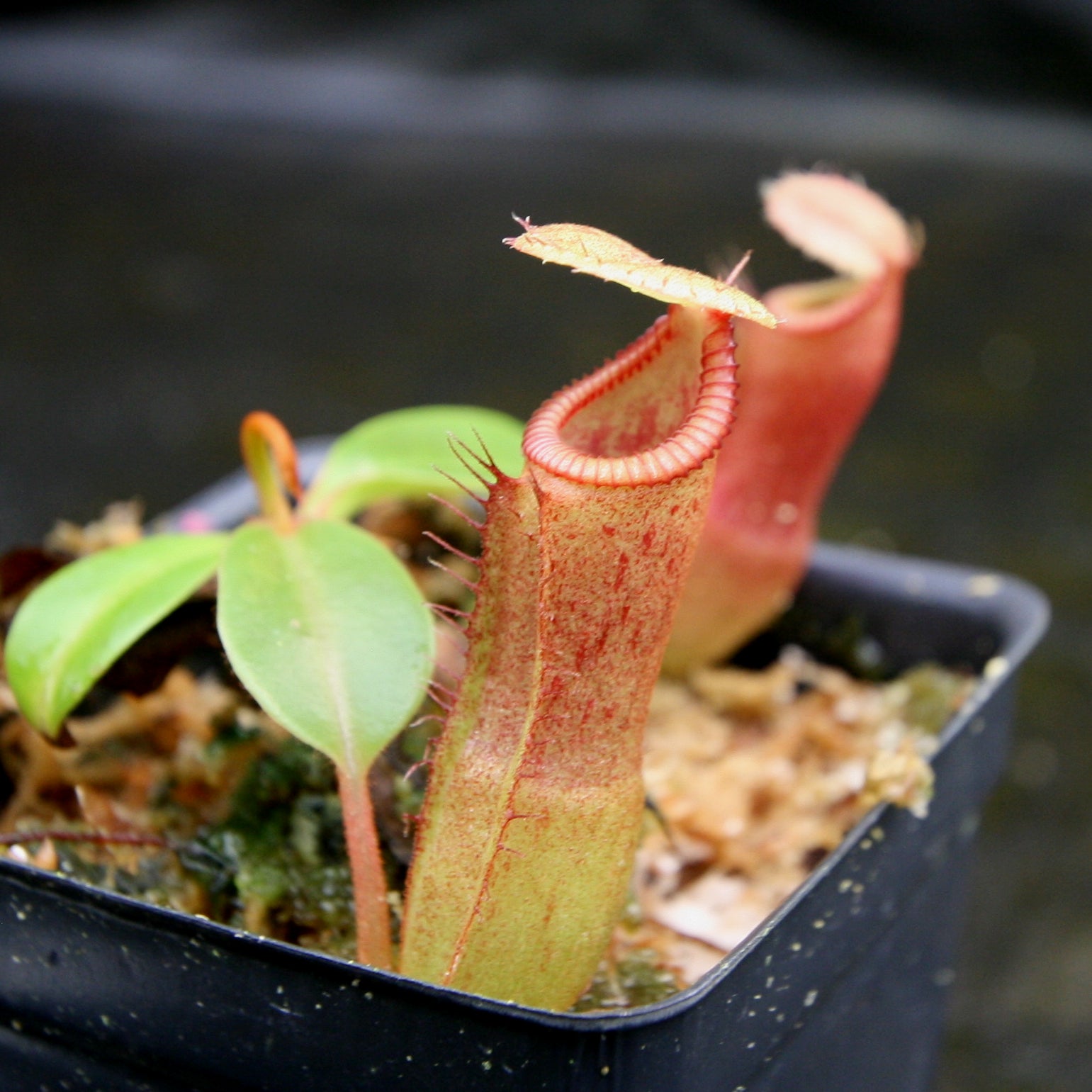 Nepenthes (truncata x campanulata) x edwardsiana, CAR-0170 – Carnivero