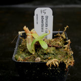 Nepenthes (truncata x campanulata) x edwardsiana, CAR-0170