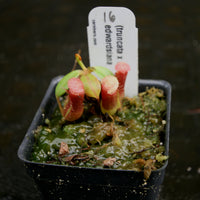 Nepenthes (truncata x campanulata) x edwardsiana, CAR-0170