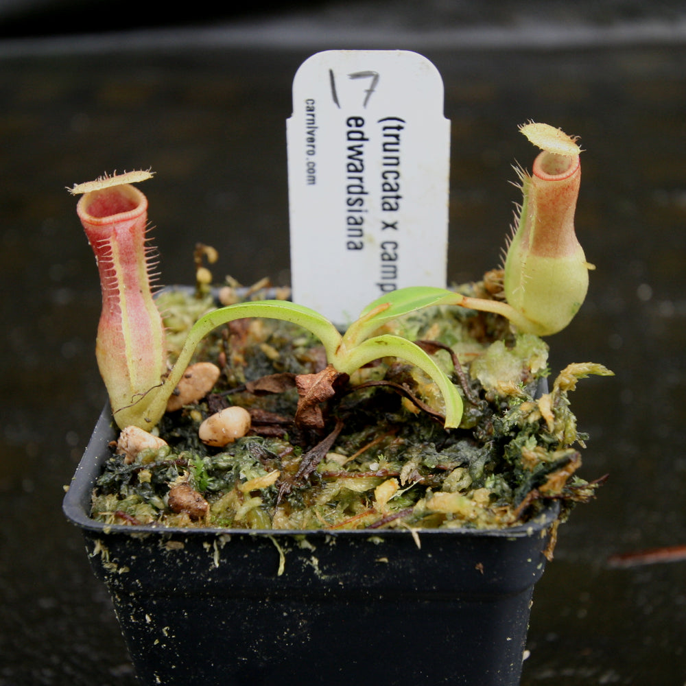 
                      
                        Nepenthes (truncata x campanulata) x edwardsiana, CAR-0170
                      
                    