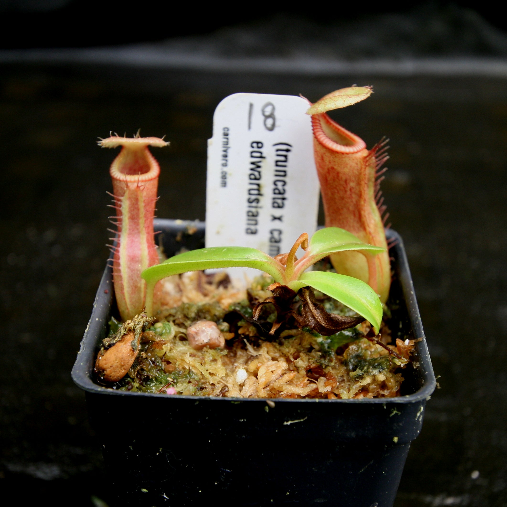 Nepenthes (truncata x campanulata) x edwardsiana, CAR-0170 – Carnivero