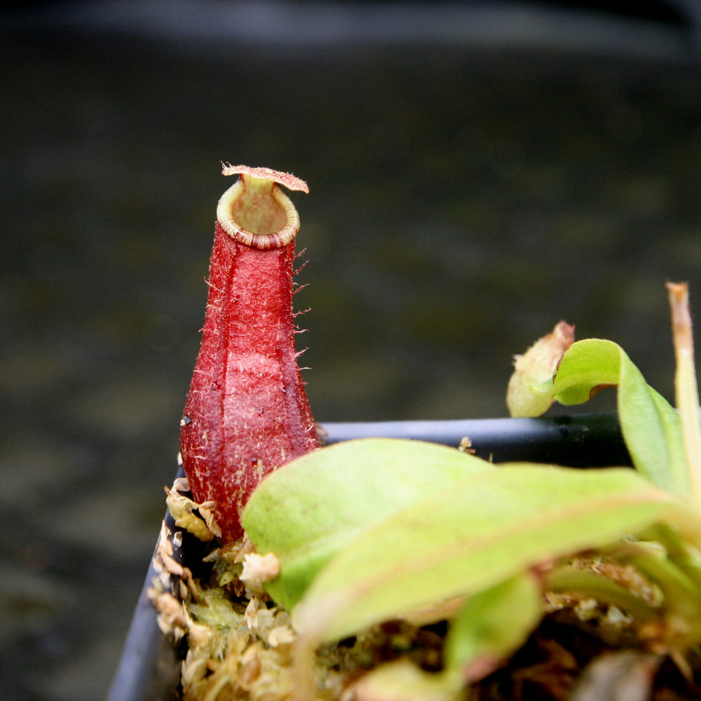 
                      
                        Nepenthes (Viking x rafflesiana) x bicalcarata, CAR-0215
                      
                    