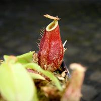 Nepenthes (Viking x rafflesiana) x bicalcarata, CAR-0215