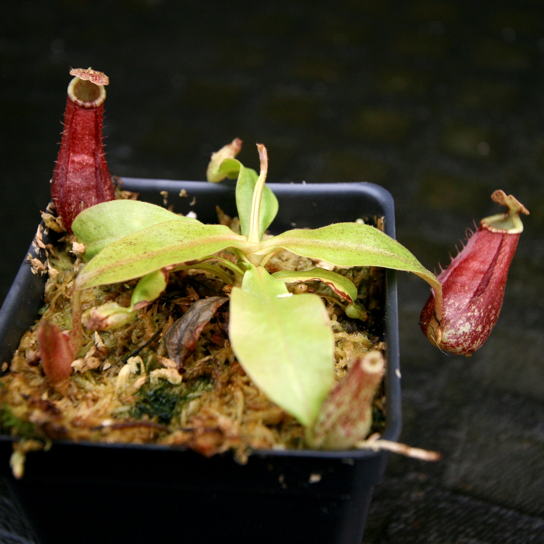 標本 Venezuela Agacephala bicuspis 32mm Nepenthes (Viking x rafflesiana) x bicalcarata, CAR-0215 – Carnivero