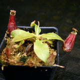 Nepenthes (Viking x rafflesiana) x bicalcarata, CAR-0215