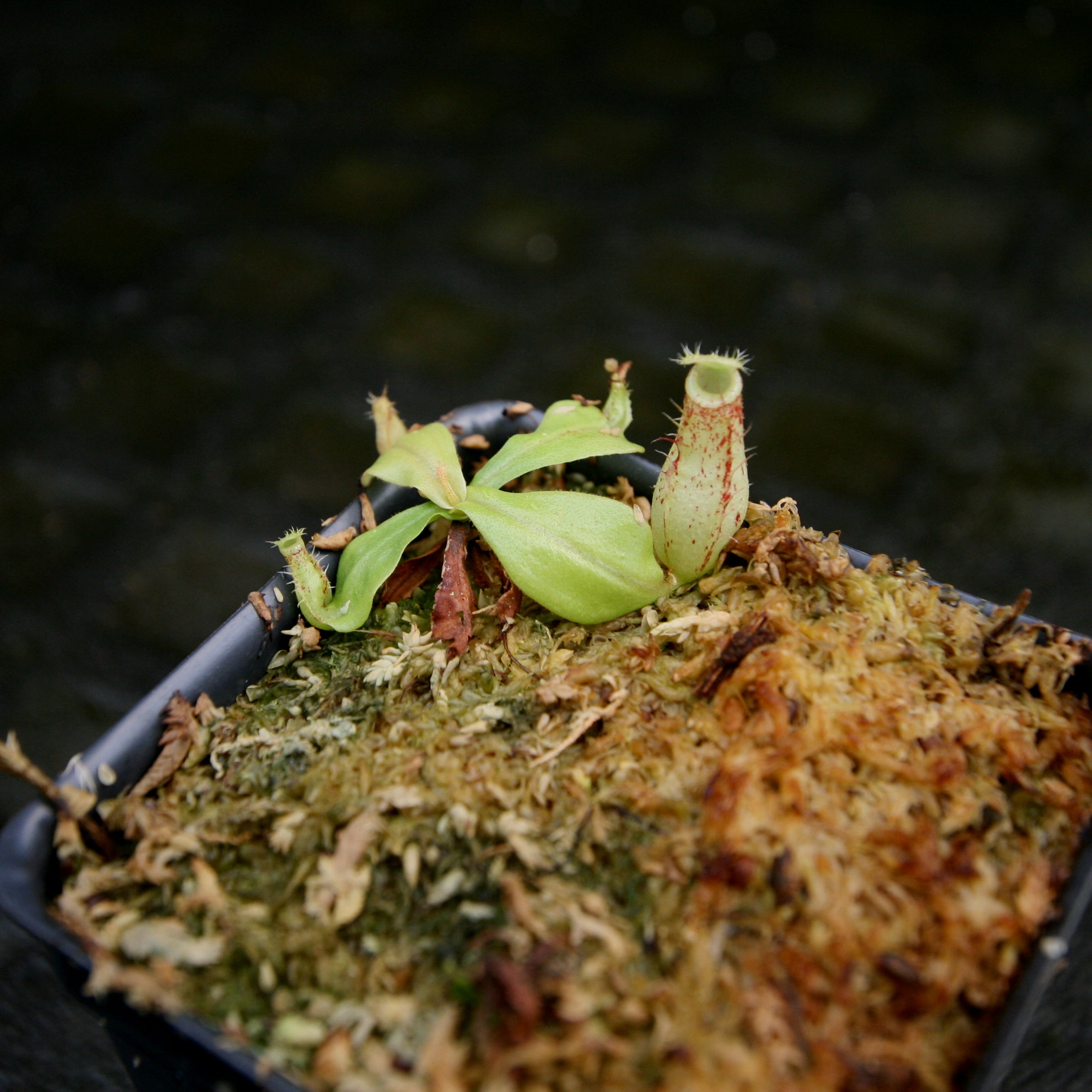 Nepenthes (Viking x rafflesiana) x bicalcarata, CAR-0215 – Carnivero