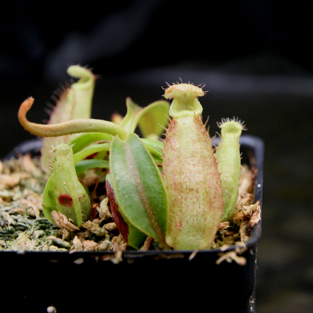 
                      
                        Nepenthes rafflesiana x mollis, CAR-0216
                      
                    