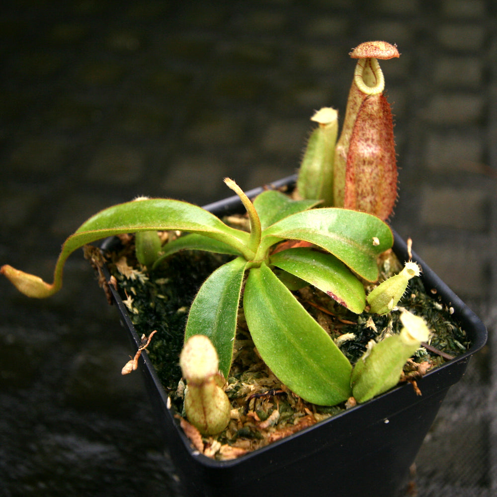 
                      
                        Nepenthes rafflesiana x mollis, CAR-0216
                      
                    