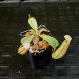 Nepenthes veitchii "Big Mama" x platychila "white", CAR-0031