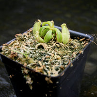 Nepenthes rafflesiana x mollis, CAR-0216
