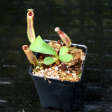 Nepenthes veitchii "Big Mama" x platychila "white", CAR-0031