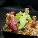 Nepenthes mirabilis var. echinostoma x {(Rokko x boschiana) x {[Rokko x (zakriana x spectabilis)] x TM}}, CAR-0217