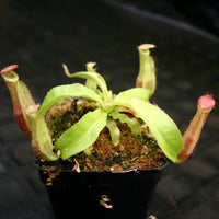 Nepenthes mirabilis var. echinostoma x {(Rokko x boschiana) x {[Rokko x (zakriana x spectabilis)] x TM}}, CAR-0217