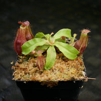 Nepenthes mirabilis var. echinostoma x {(Rokko x boschiana) x {[Rokko x (zakriana x spectabilis)] x TM}}, CAR-0217