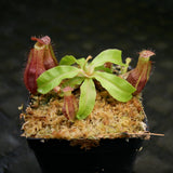 Nepenthes mirabilis var. echinostoma x {(Rokko x boschiana) x {[Rokko x (zakriana x spectabilis)] x TM}}, CAR-0217