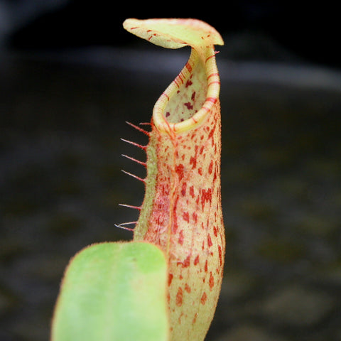 Close up of Nepenthes adrianii x platychila pitcher with pale yellow rim and red speckling on a cream body