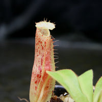 Nepenthes adrianii x platychila, CAR-0196