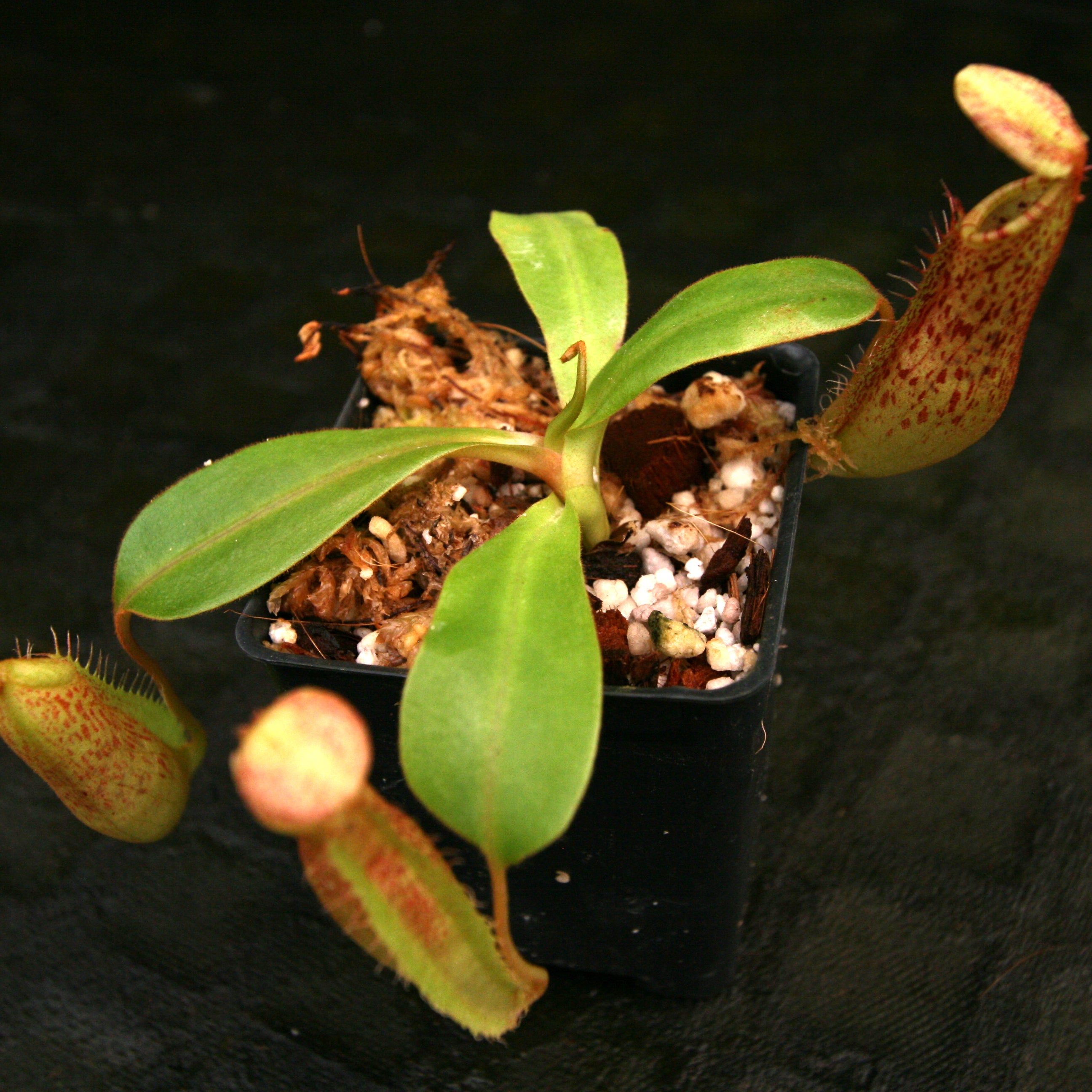 Nepenthes adrianii x platychila, CAR-0196 – Carnivero