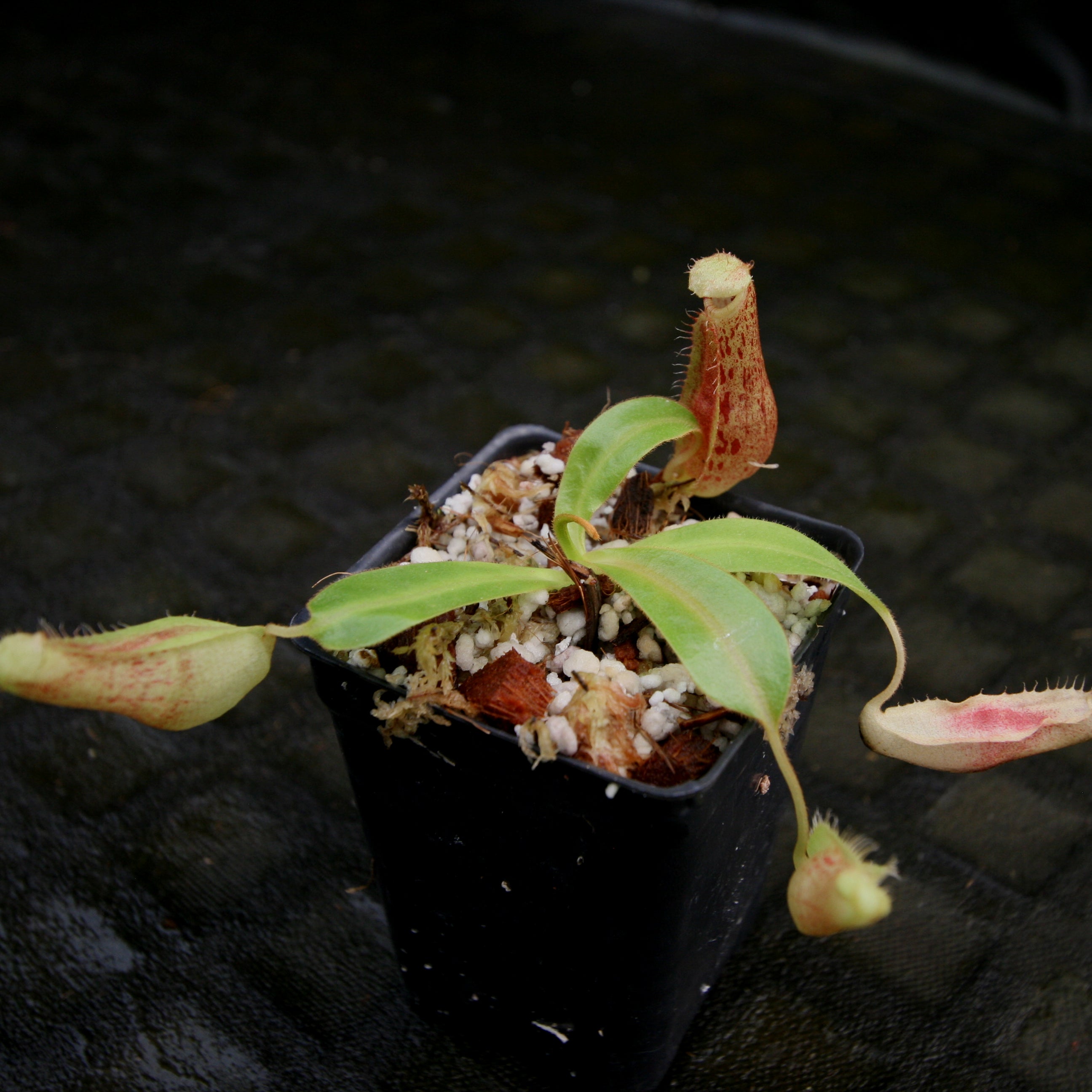 Nepenthes adrianii x platychila, CAR-0196 – Carnivero