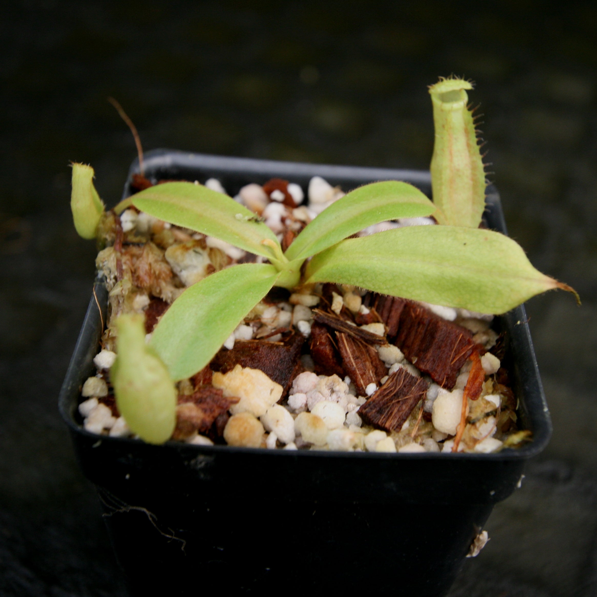 Nepenthes adrianii x platychila, CAR-0196 – Carnivero
