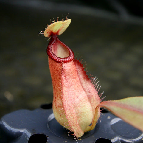 Nepenthes mirabilis var globosa x hamata pitcher with a red rimmed, hairy peristome and a tiny lid.