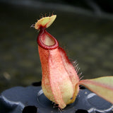 Nepenthes mirabilis var. globosa x hamata