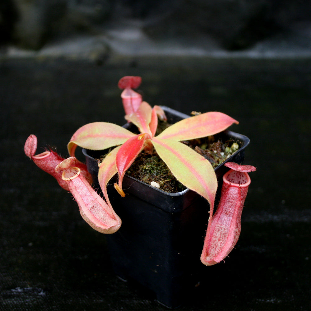 
                      
                        Nepenthes smilesii x (maxima x glandulifera), CAR-0077
                      
                    