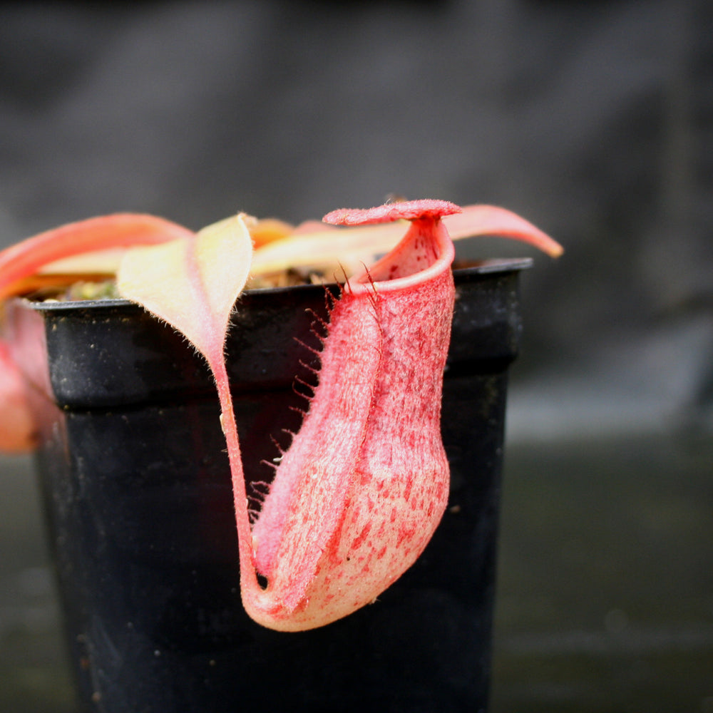 
                      
                        Nepenthes smilesii x (maxima x glandulifera), CAR-0077
                      
                    