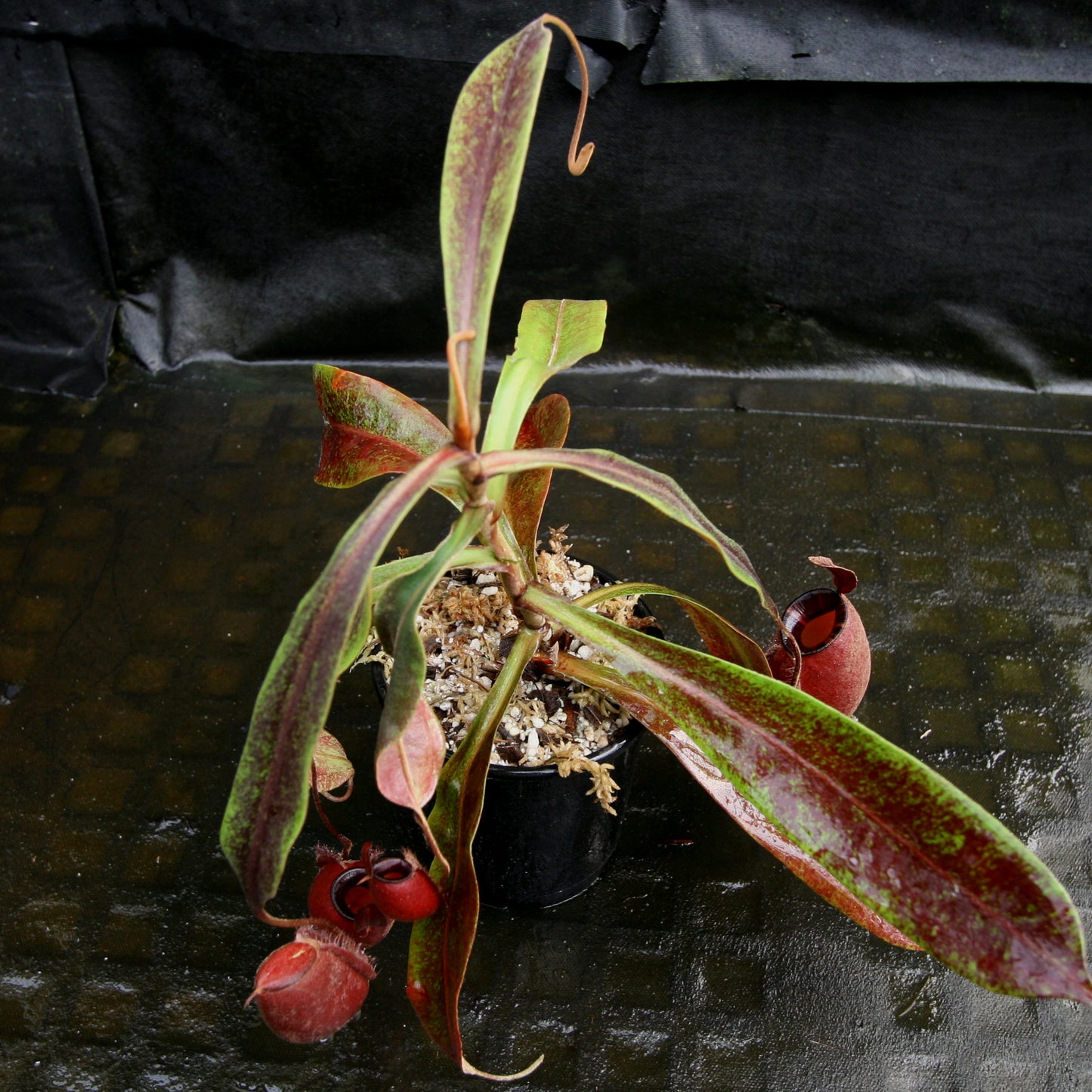 Nepenthes mirabilis var. globosa x ampullaria 'Black Miracle'