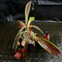 Nepenthes mirabilis var. globosa x ampullaria 'Black Miracle'