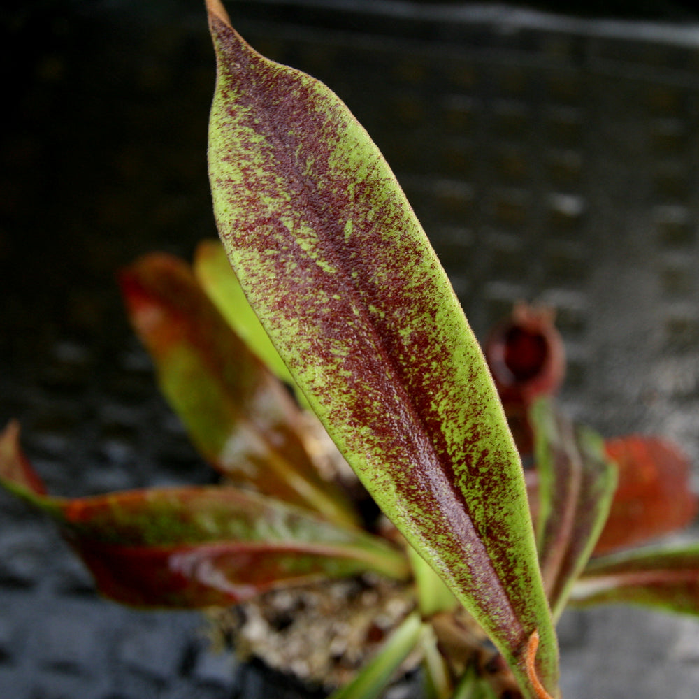 
                      
                        Nepenthes mirabilis var. globosa x ampullaria 'Black Miracle'
                      
                    