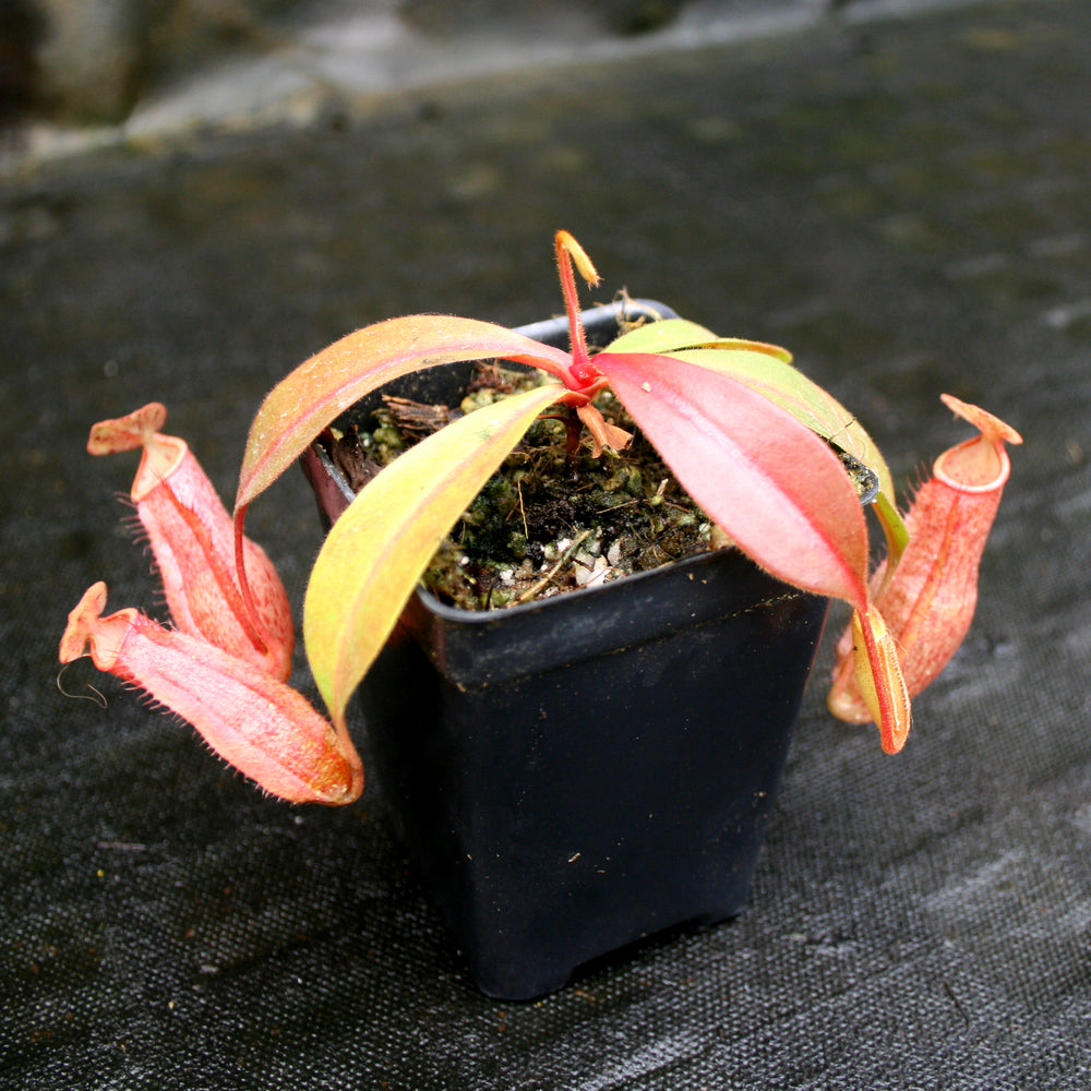 
                      
                        Nepenthes smilesii x (maxima x glandulifera), CAR-0077
                      
                    