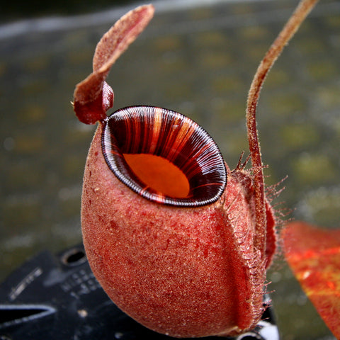 Globose red Nepenthes pitcher from the Black Miracle cultivar with dark striped rim and orange interior