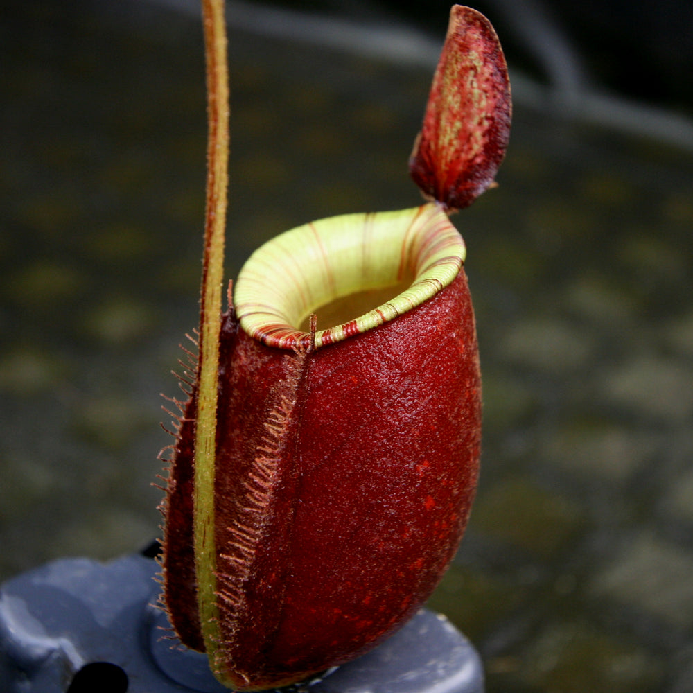
                      
                        Nepenthes mirabilis var. globosa x ampullaria 'Black Miracle'
                      
                    