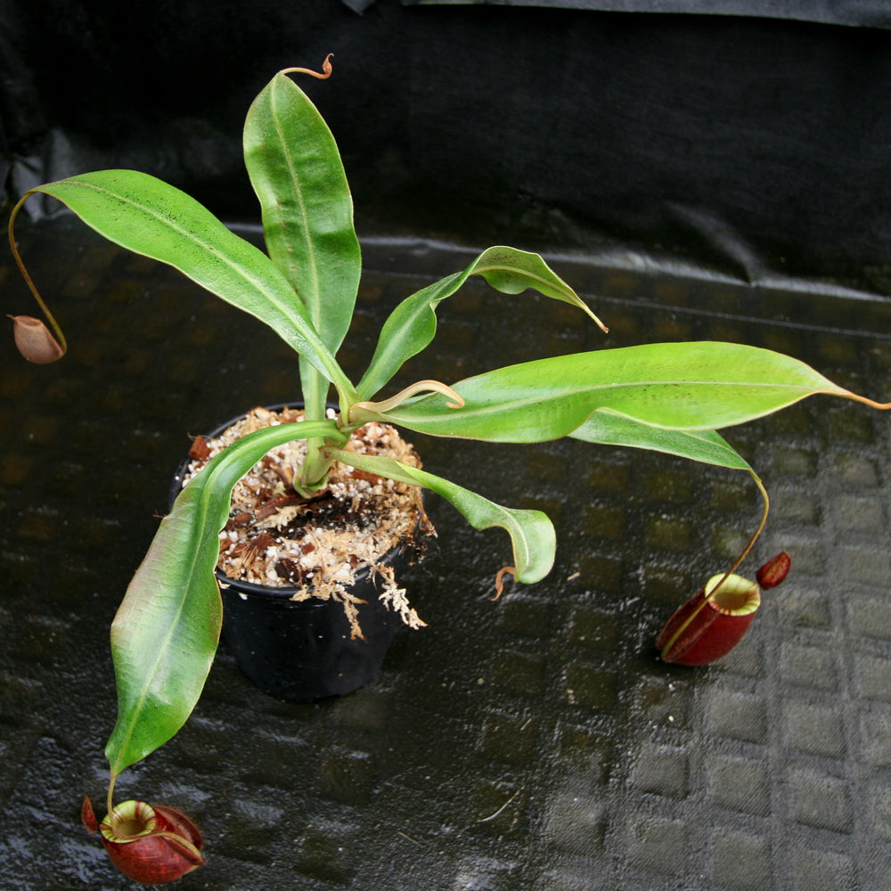 
                      
                        Nepenthes mirabilis var. globosa x ampullaria 'Black Miracle'
                      
                    